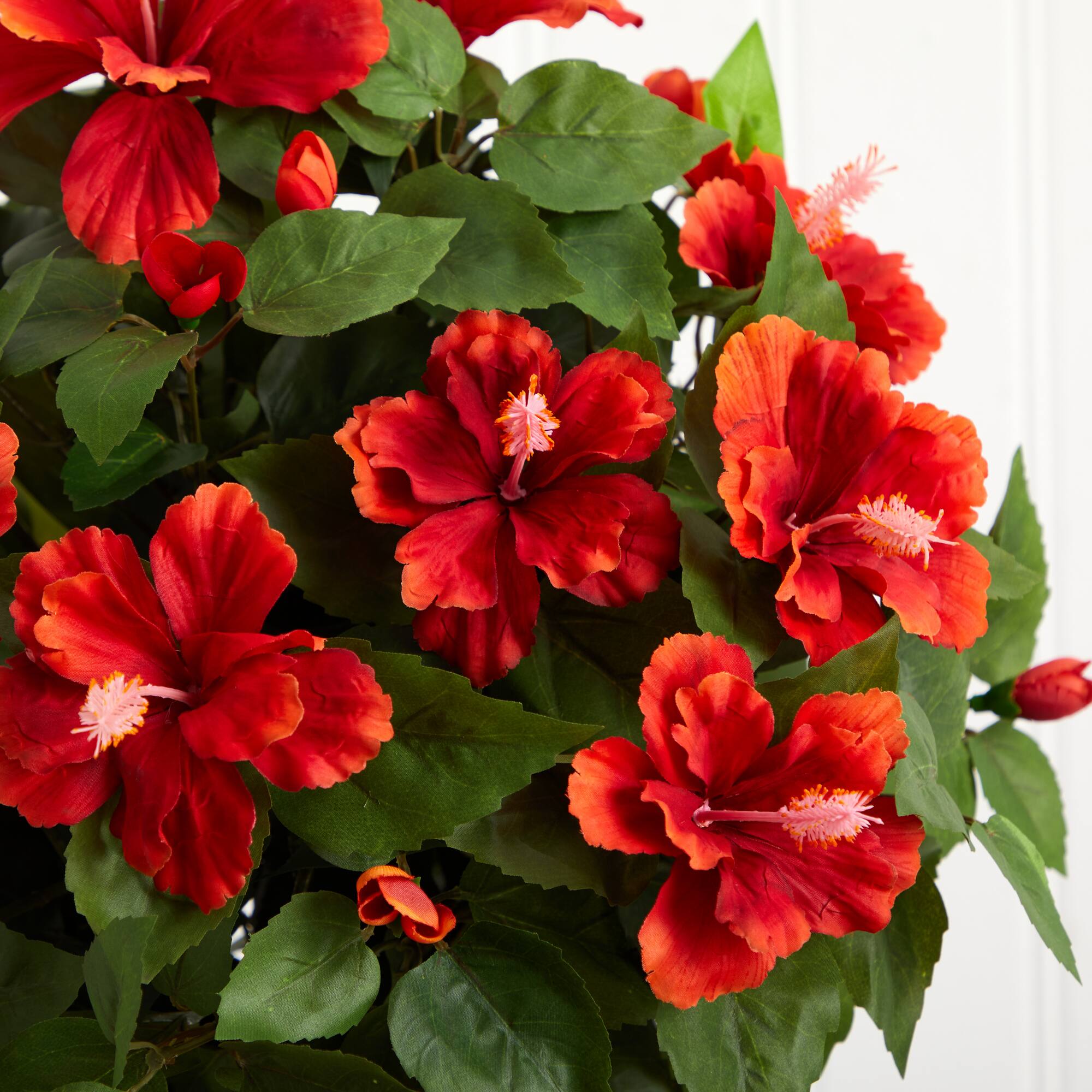 24" Hibiscus Plant in Decorative Planter